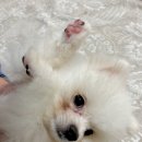 하이바이보호소남양주