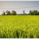 베트남, 2019년 쌀 6.5백만 톤 수출 목표 이미지