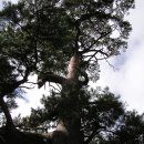 통고산자연휴양림 이미지