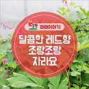 용화양강로 이미지
