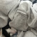 광주교복엘리트
