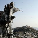 역고드름 이미지