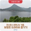 코스모스 피어나는 가을, 보령호 드라이브 즐기기