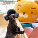 올리브펫살롱 이미지