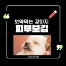 강아지 피부염, 피부보감으로 자연 치유력 높이기