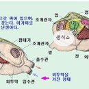 조개는 스스로 몸을 뒤집을 수 있나요 이미지