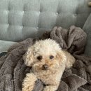 오늘도귀엽개 이미지