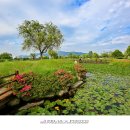 삼락생태공원 이미지