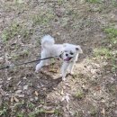 프리티도그 이미지