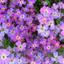 비단향꽃무 이미지