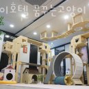 실로암유치원 | 서울 강서구 애견호텔 고양이호텔 꿈꾸는고양이 비용 주소 이벤트