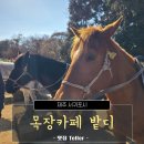 영화목장 | 생일 기념으로 다녀온 제주도 여행, 제주 서귀포 목장카페 밭디 후기