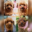 댕댕이 이발소 | 대전서구애견미용실 강아지이발소