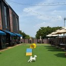 도그와트 이미지