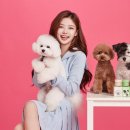 디자인담은