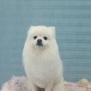 펫 살롱 파밀리에 이미지