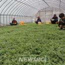 2023공공WiFi-너부대 공원 CCTV (옥외1) | [지자체의 하루] 친환경 농사에 최고의 유통시설!