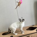 디자인펜슬 고양이 숨숨집 터널형 체험단 후기