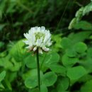 네잎클로버 이미지