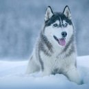 멍이로움 이미지