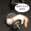 에스테틱후