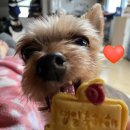 댕블댕블 이미지