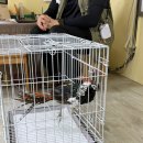 🪶🐔동물나라🐤🪰 / 🍃 나뭇잎으로 그리는 나만의 그림 🍂 이미지