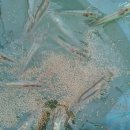 인천수산 이미지