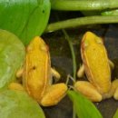 황금개구리 이미지