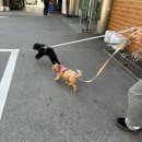 봉방스크린 | 9번째 캠핑⛺️ 충주 [캠핑 808] A3_애견동반_2박3일(1)