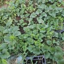 성진농장 2 이미지