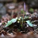 얼레지펜션 이미지