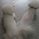 쥬니애견 이미지