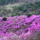 4월 정기모임 (강화 고려산, 4월 11일) 이미지