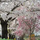 능북초등학교 이미지