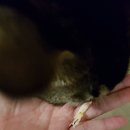 마타타비 | 고양이 간식: 캐티맨 마타타비 사사미 슬라이스 후기