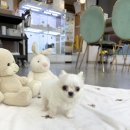 소망애견미용실 | 분당강아지분양 말티치분양 화이트치와와 말티즈