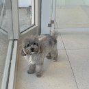 러브시티독 이미지