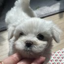 꼬순내 네이버블로그