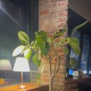 코지인 무르무르 이미지