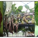 호암농장 이미지