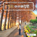 광주광역시청 시민숲둥지 | 익산 반일여행지 아가페정원_주황빛으로 물든 메타세콰이어숲은 절정!