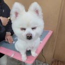 꿈의 애견미용 이미지