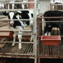 김주목장 이미지