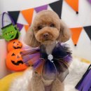 하이슈슈 이미지