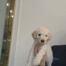 멍샵 강아지분양 인천본점 이미지