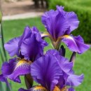 아이리스 이미지