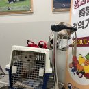 배봉사 | [미국 서부 여행] 샌프란시스코 유기견 이동봉사 후기