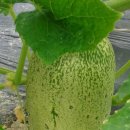 초롱농장 이미지