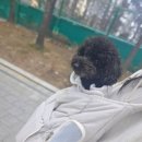 니드펫